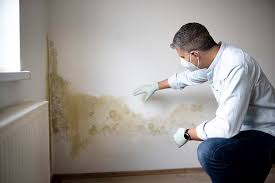 Why You Should Choose Our Mold Remediation Services in Madisonville, LA